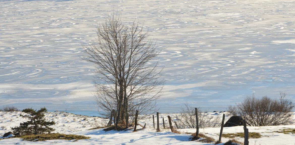 L'arbre du lac gelé