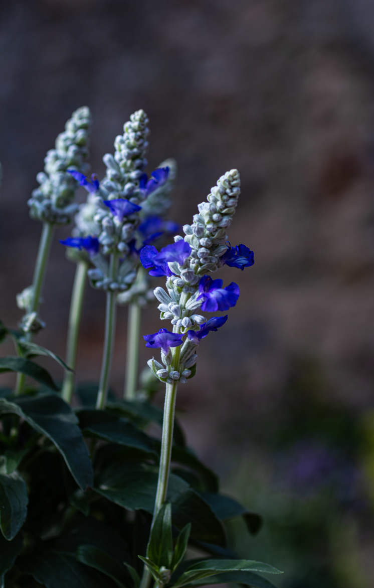 Salvia Farinacea