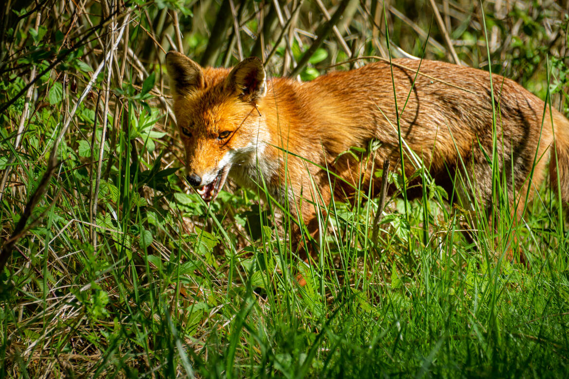 En Chasse