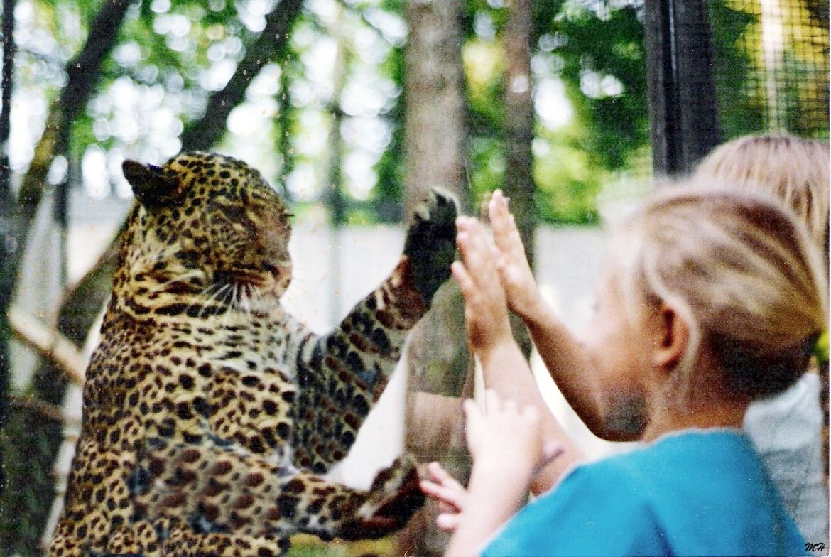 Jeu de mains et de pattes