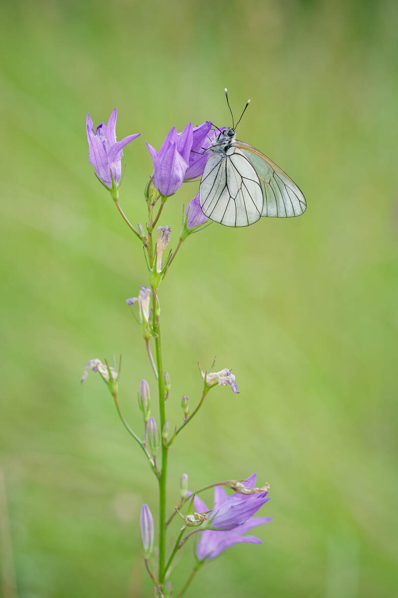 Le papillon et la campanule.