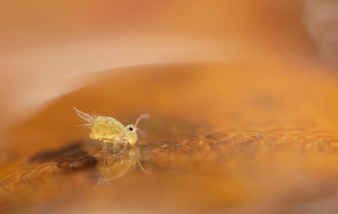Suis-je le plus beau?