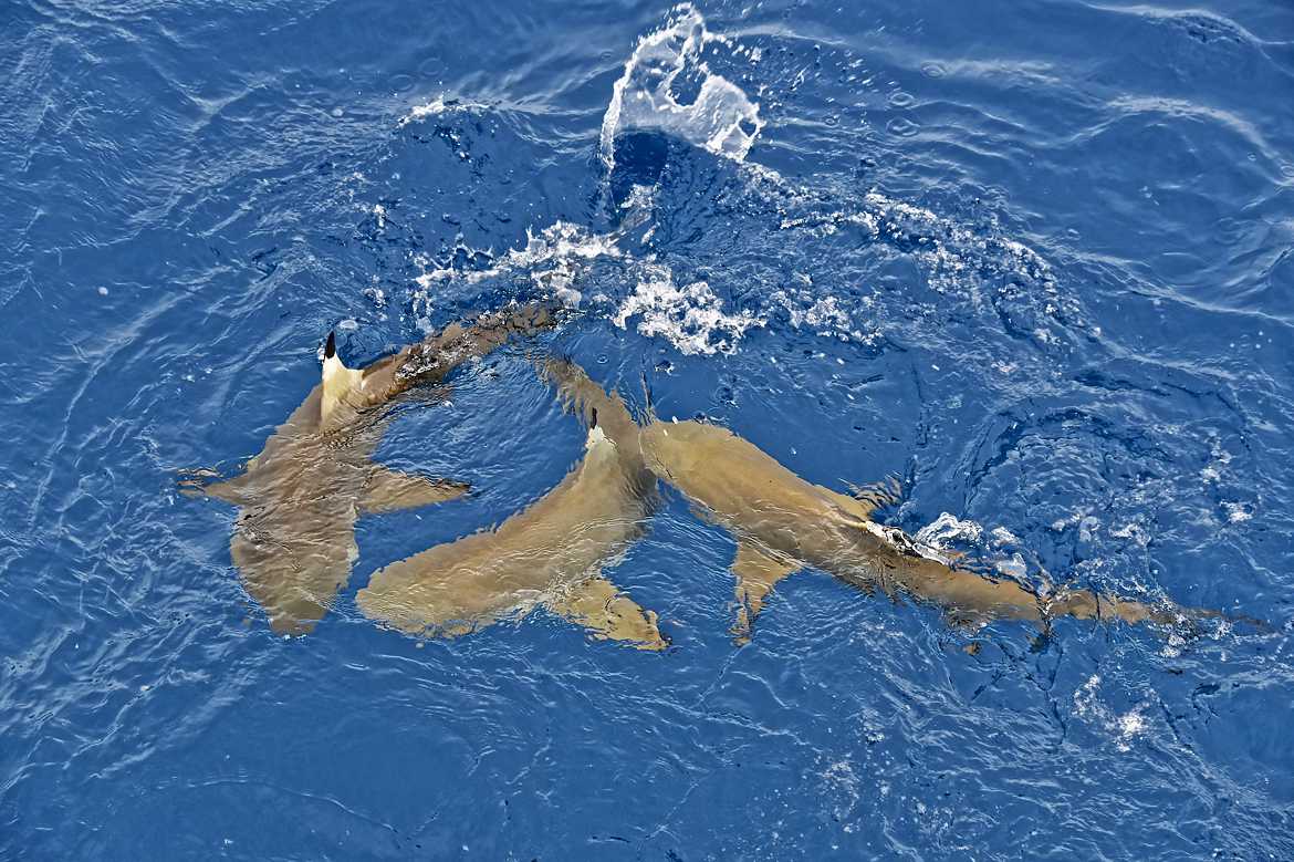 Bagarre de requins citron