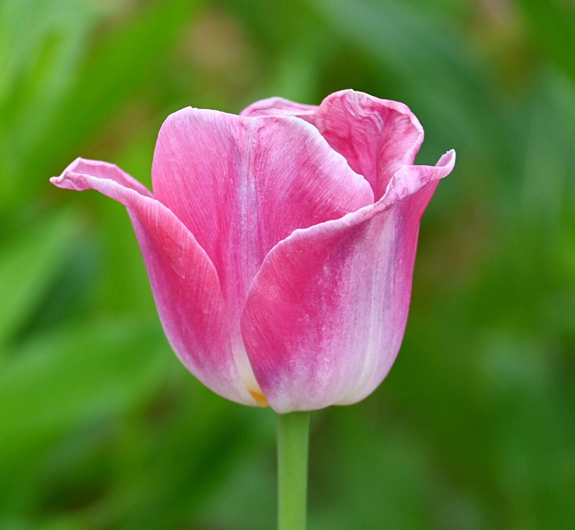 Délicate Tulipe rose