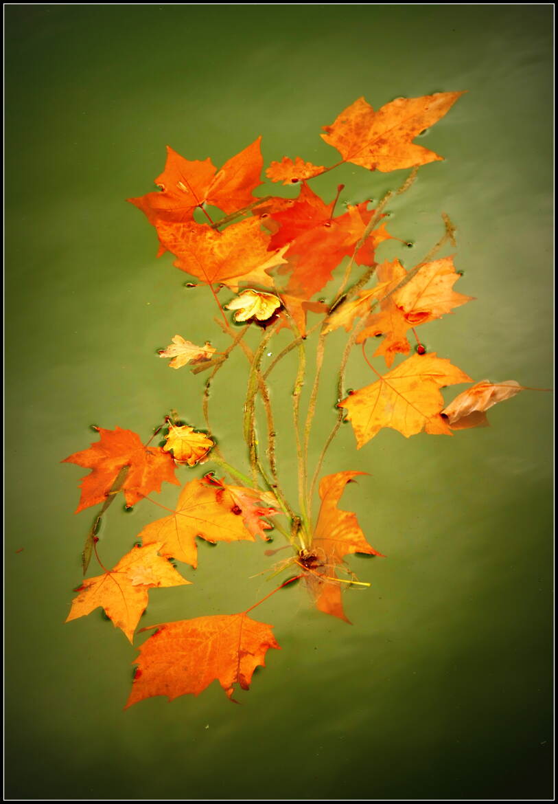 Les Feuilles Mortes se Ramassent ...