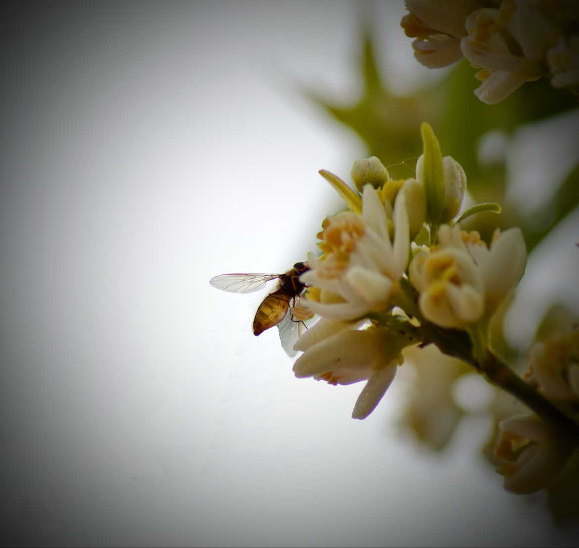Ce matin, je butine... 1ère macro d'une abeille si près.