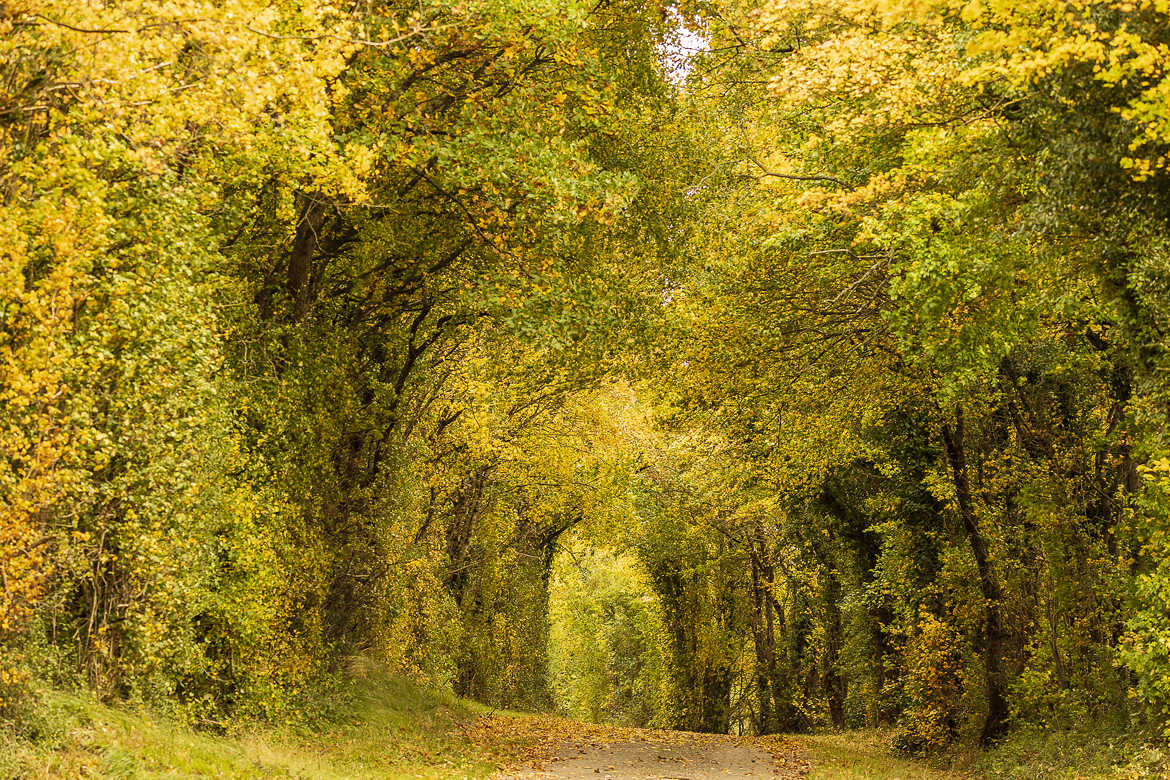 Chemin d'automne