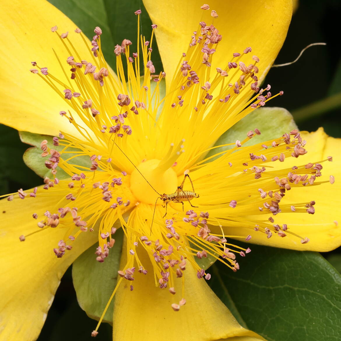 Un phanéroptère dans une fleur de millepertuis