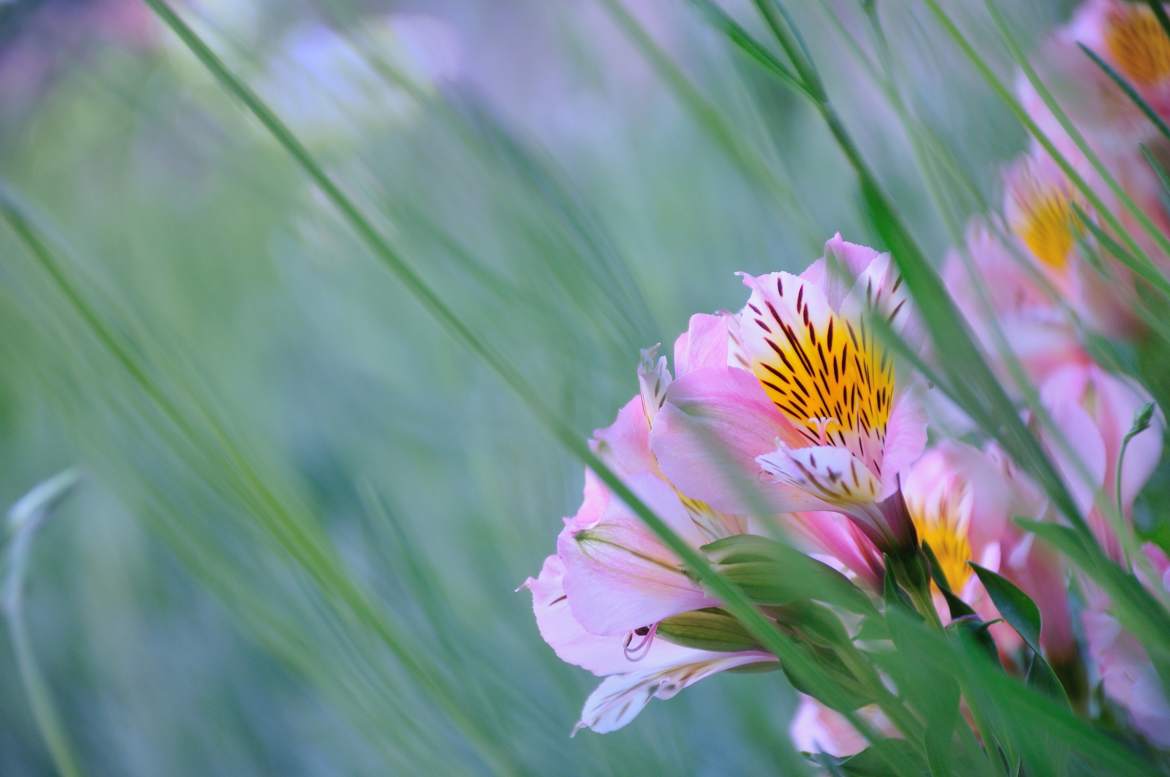 alstroemeria