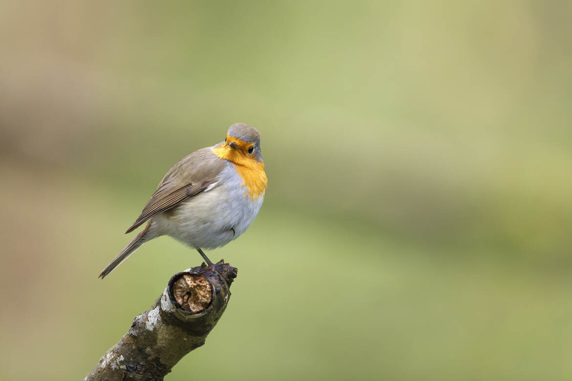 Réchauffer une patte à la fois