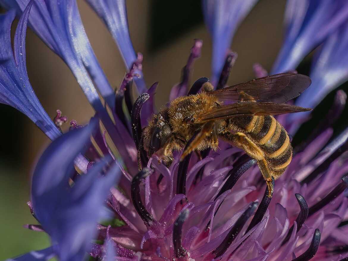 Abeille et bleuet