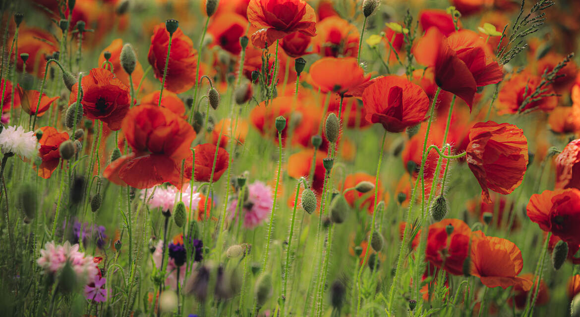 Coquelicots