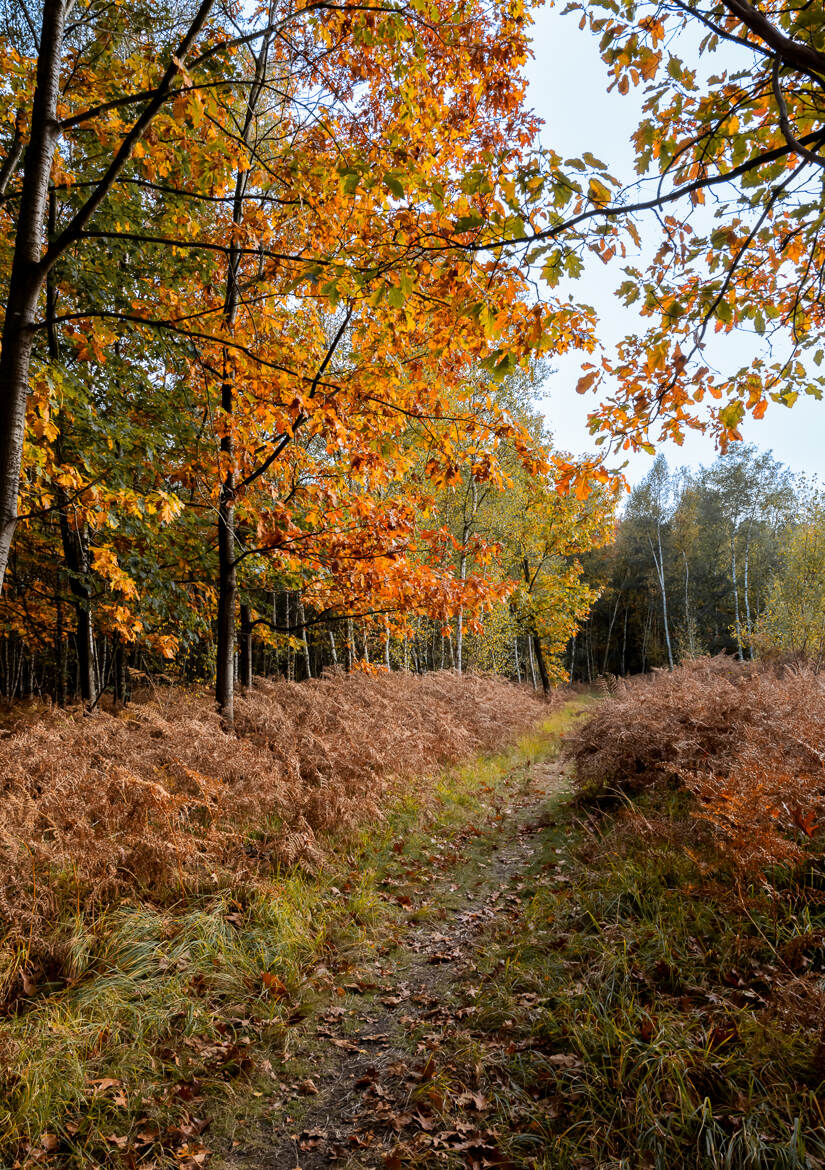 Couleurs d'automne