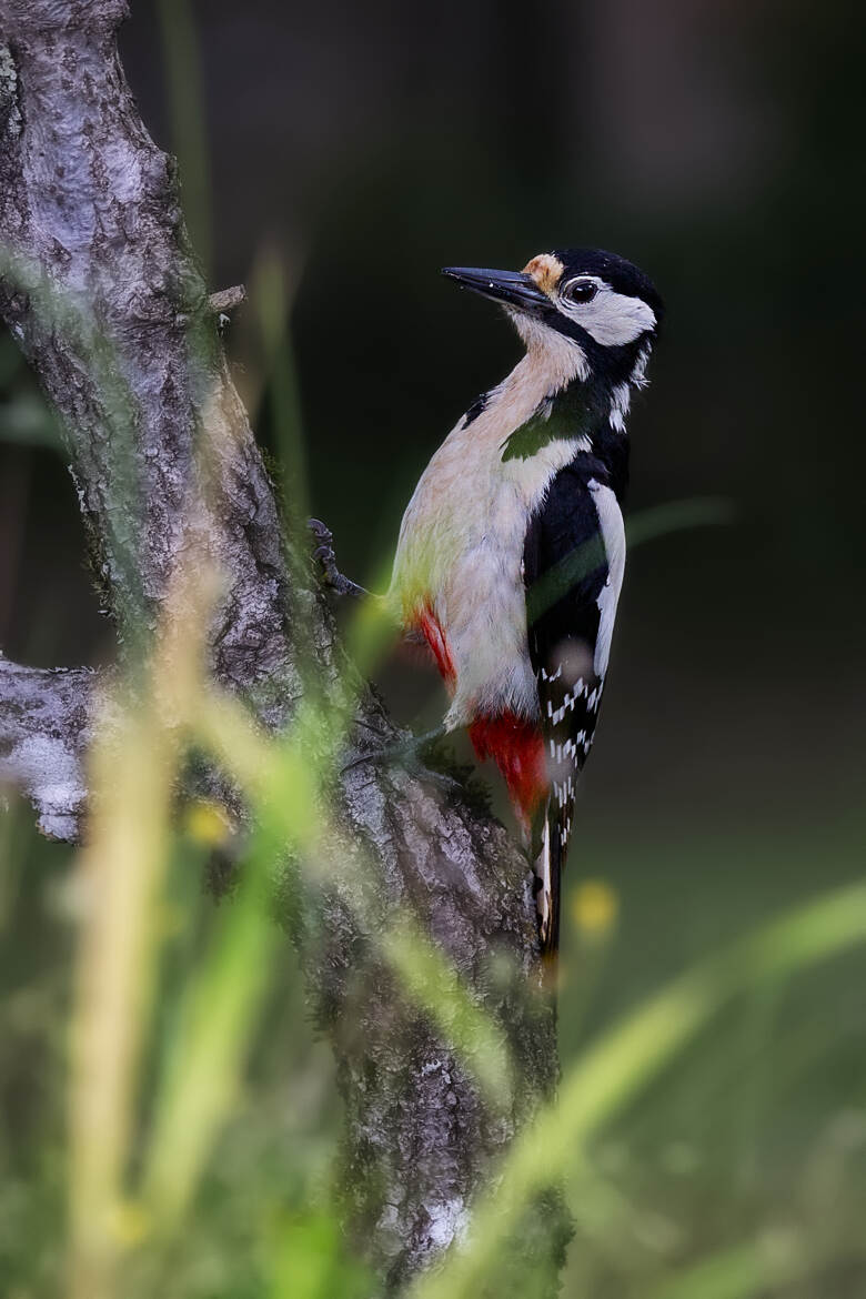 Woody Woodpecker, le cousin