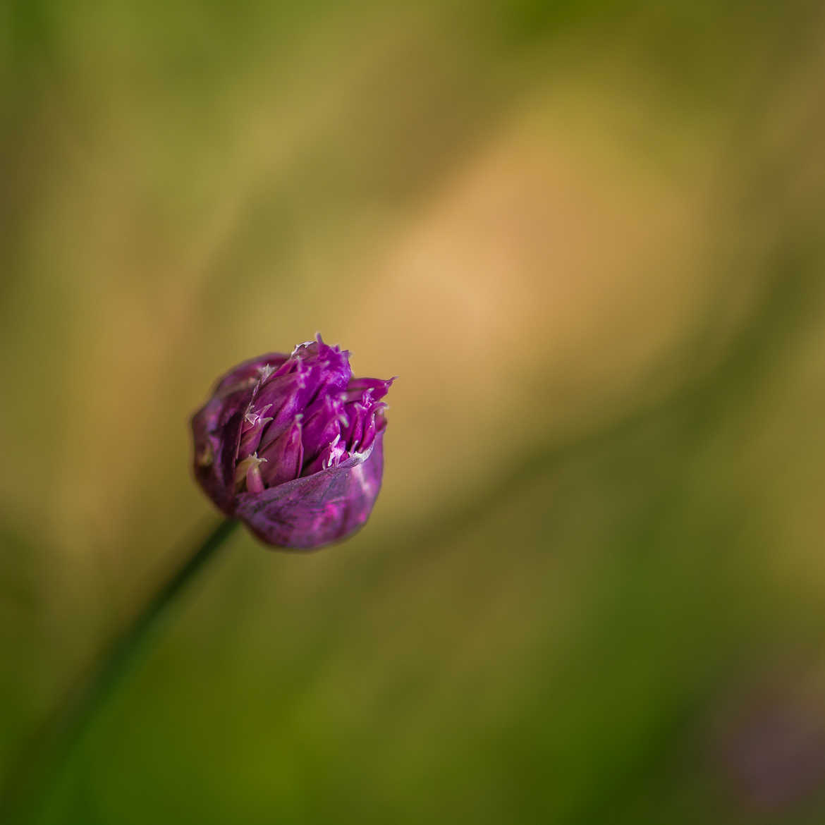 Naissance florale...