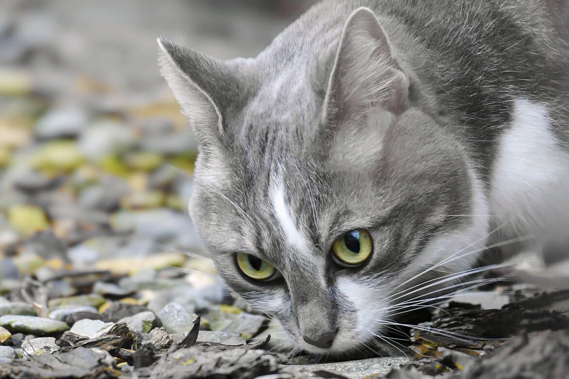 Posture de chasse