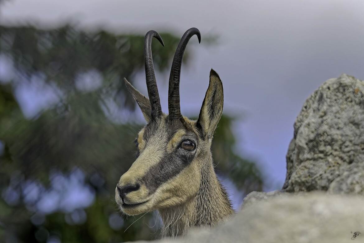 Portrait de chamois