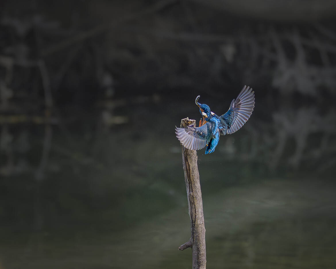 Je vais me régaler...