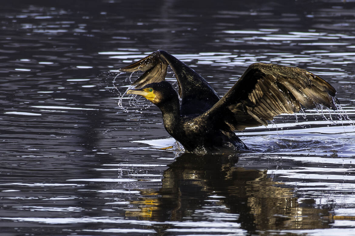 Un excellent chasseur sous-marin, ce Cormoran !