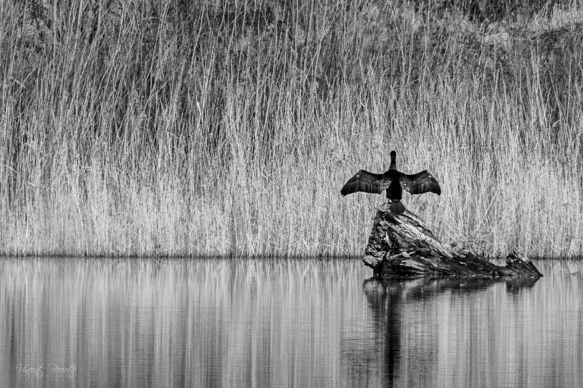 Cormoran sur l'étang