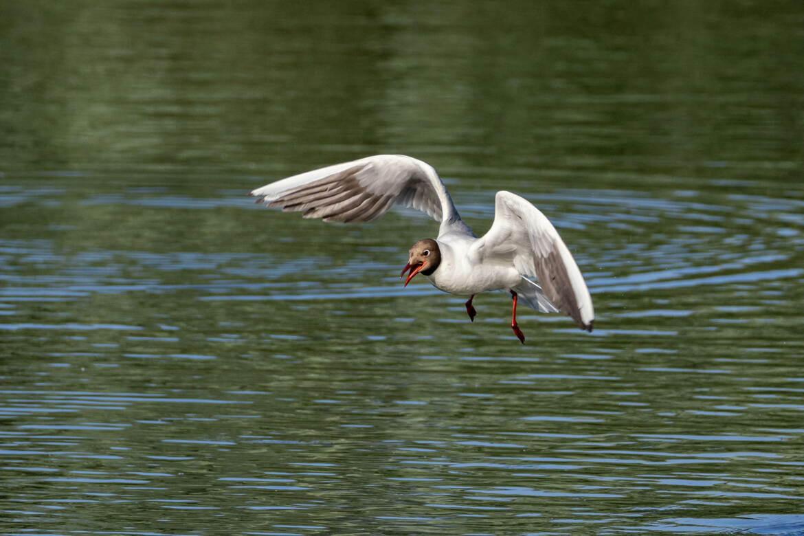 La Mouette rieuse (4)