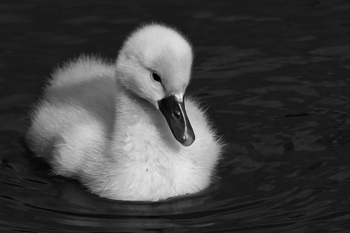 Cygnaux de tendresse...