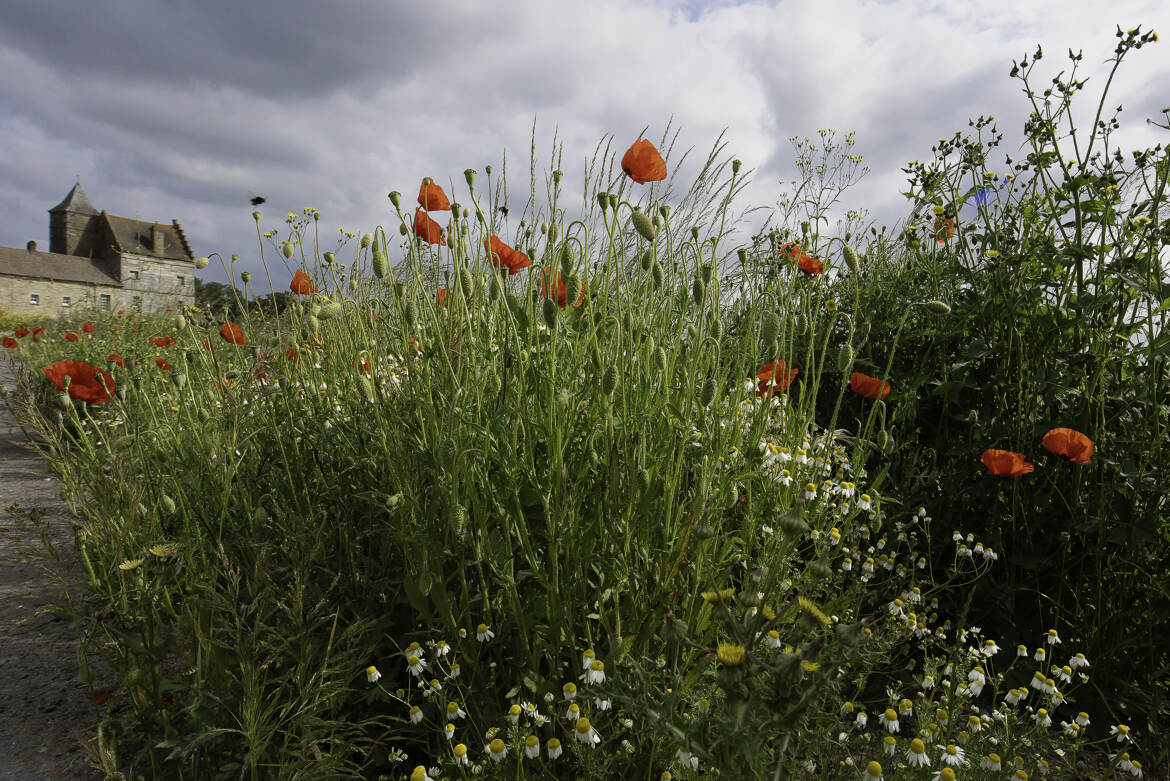 Cet été en bordure de route