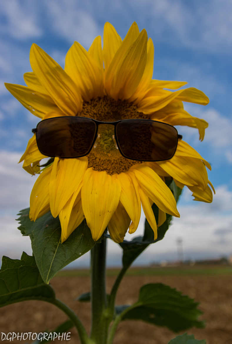 tournesol