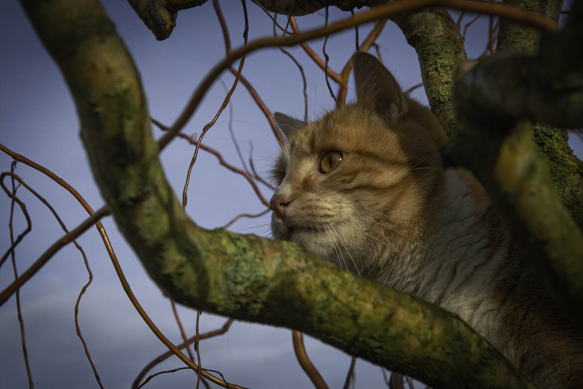Un excellent point de vue pour chasser ou contrôler leur territoire.