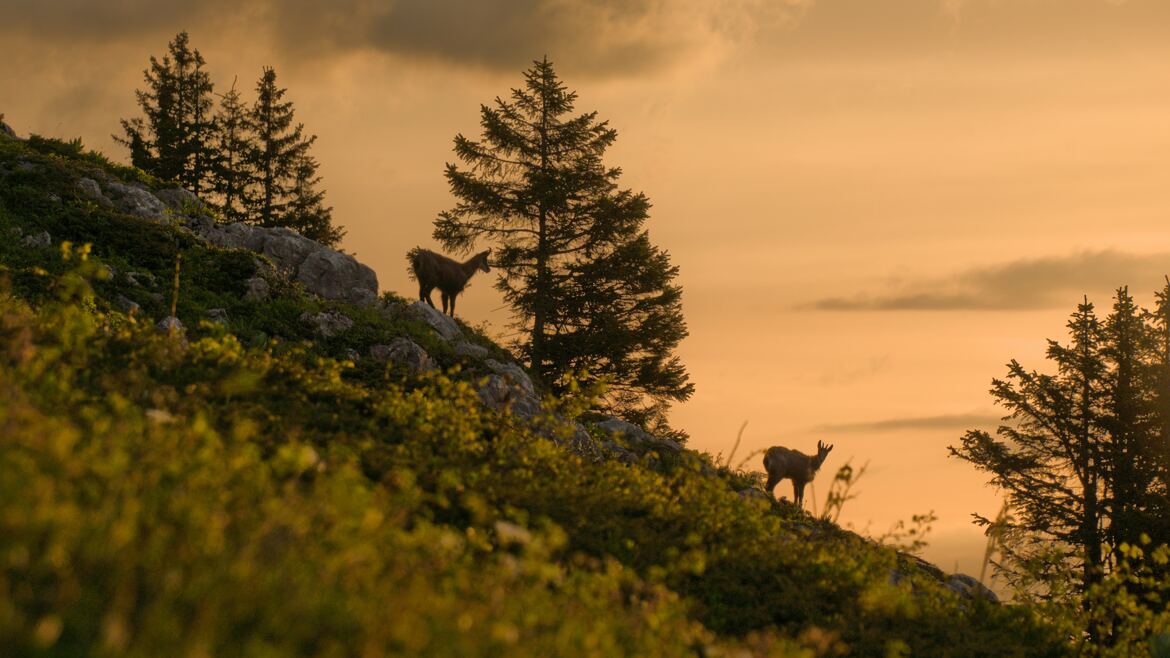 Comme la fin d"un songe d'une nuit d'été