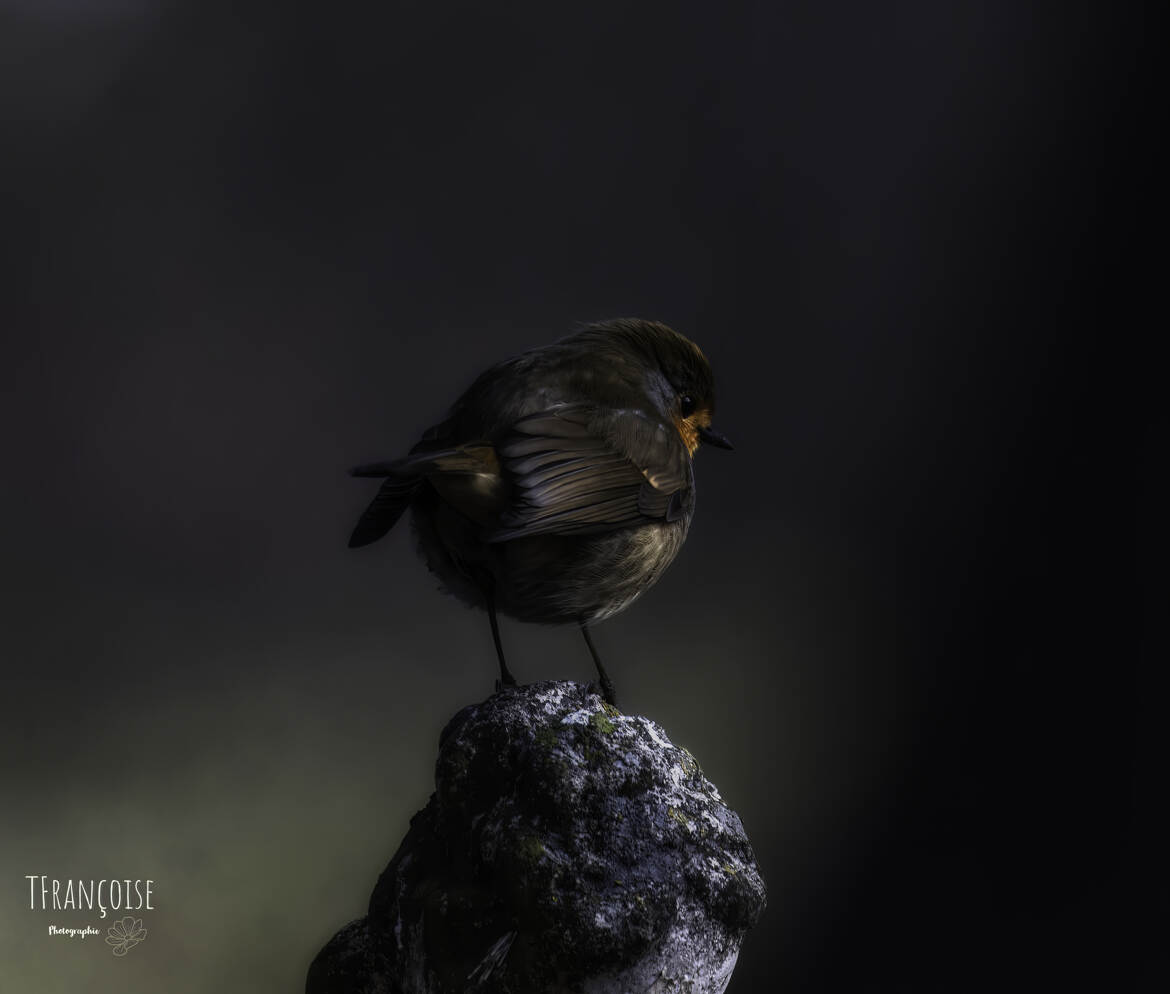 Boule de plumes