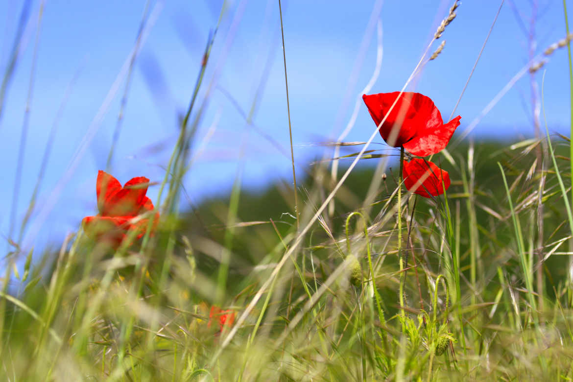 fleurs des champs