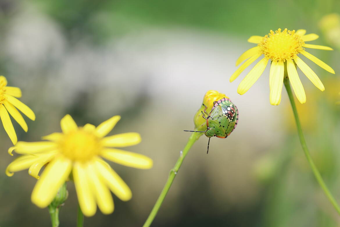 Punaise verte et fleurs jaunes