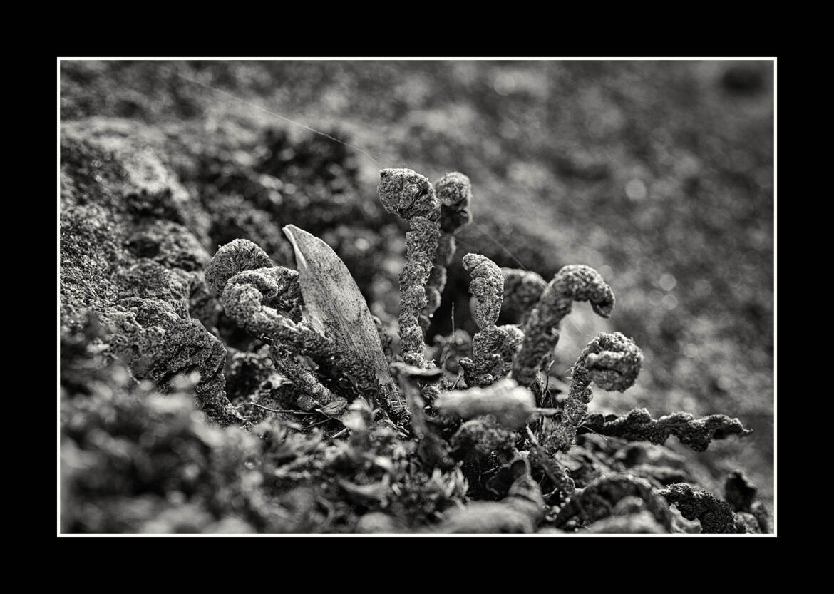 Mystère de la nature .