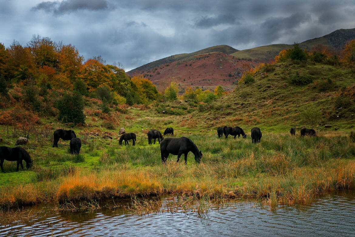 Troupeau de Mérens en fin d'estive