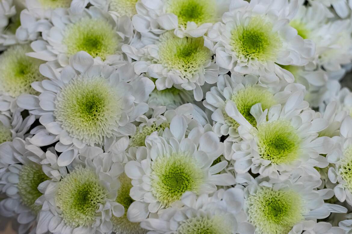 Chrysanthèmes domestiques (3)