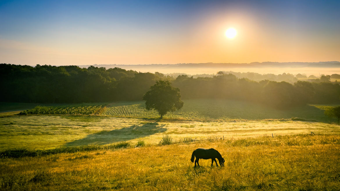 Lever de soleil sur la jument