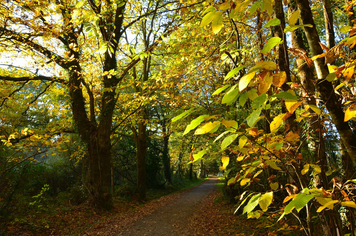 Derniers jours d'automne