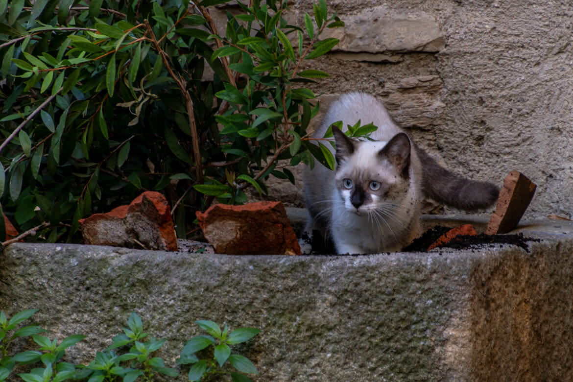 En plein jardinage!...