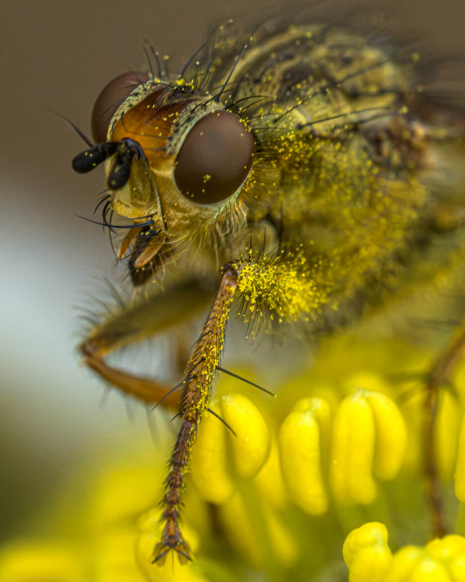 Scatophage du fumier