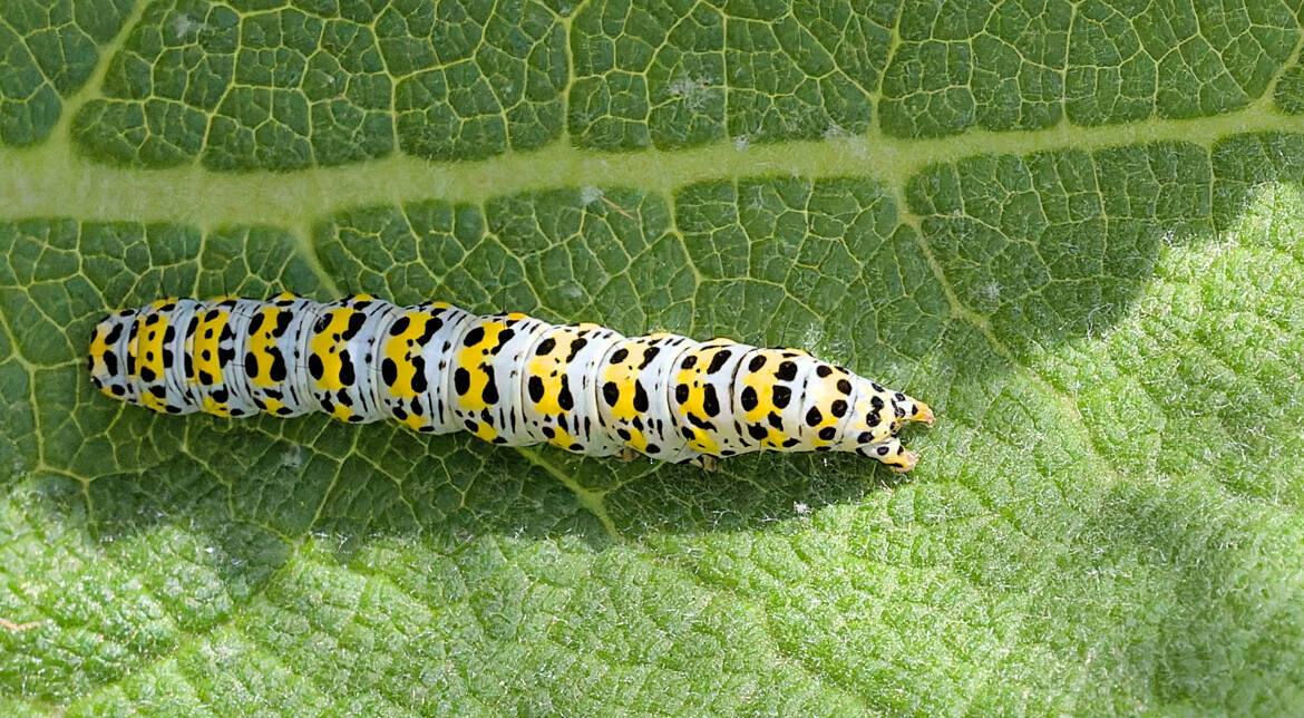 Cuculie du bouillon blanc
