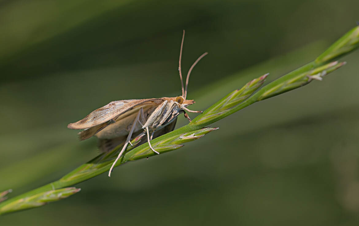 Clédéobie étroite