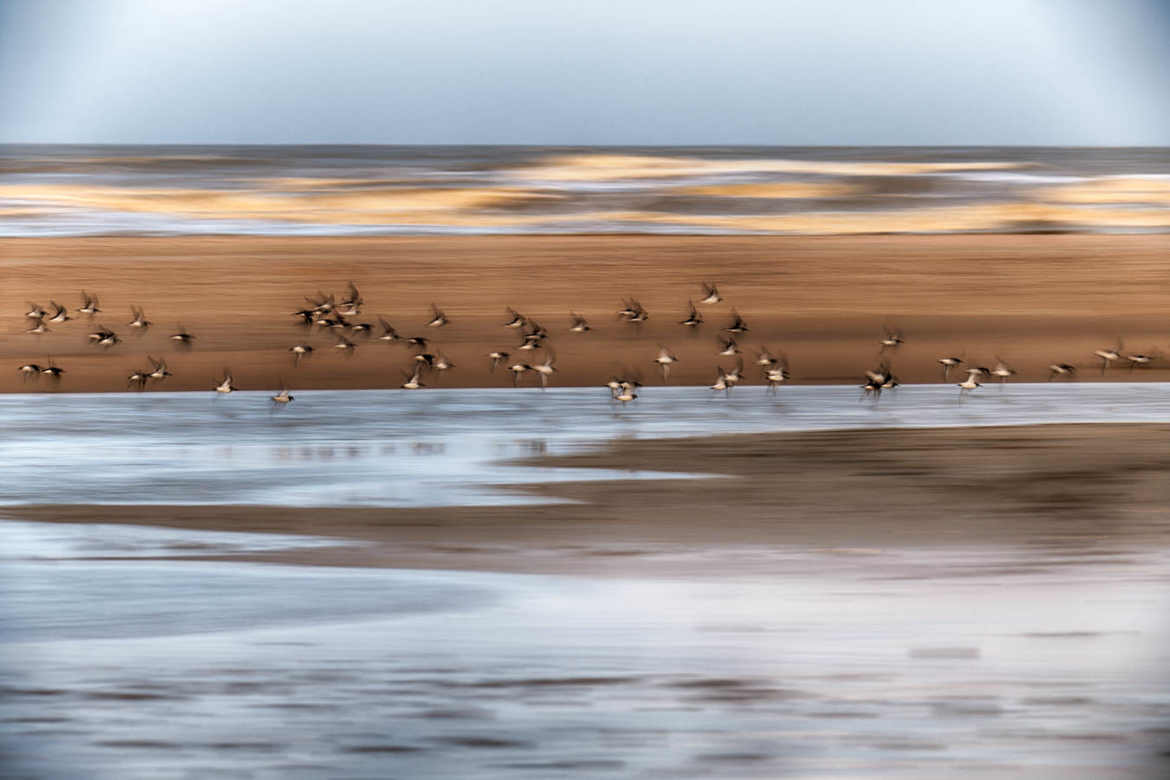 Le vol des bécasseaux