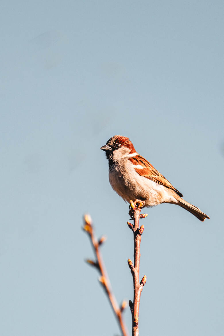 moineau