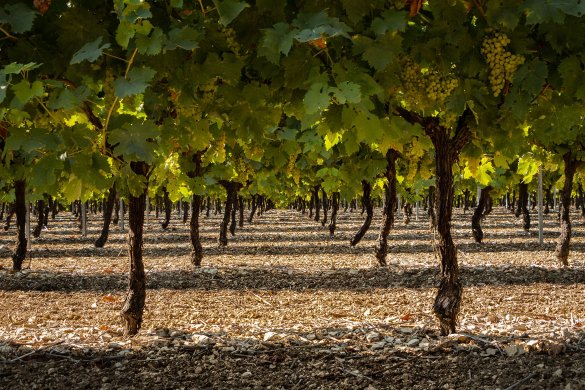 Sous les ceps de vignes