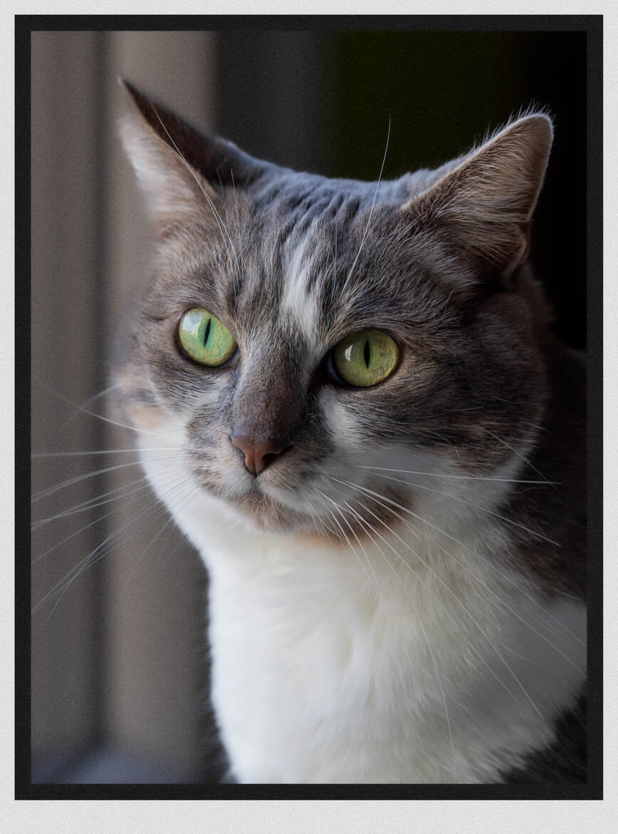 Nala, assise devant la fenêtre.