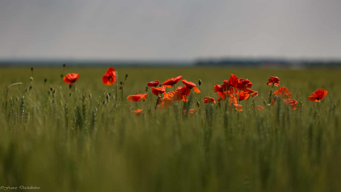 Coquelicots