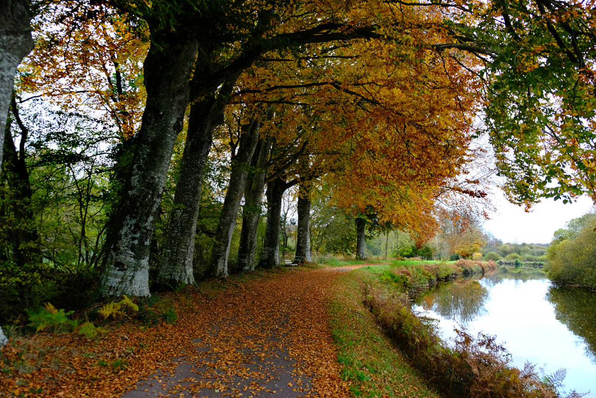 Parure d'automne au bord du canal