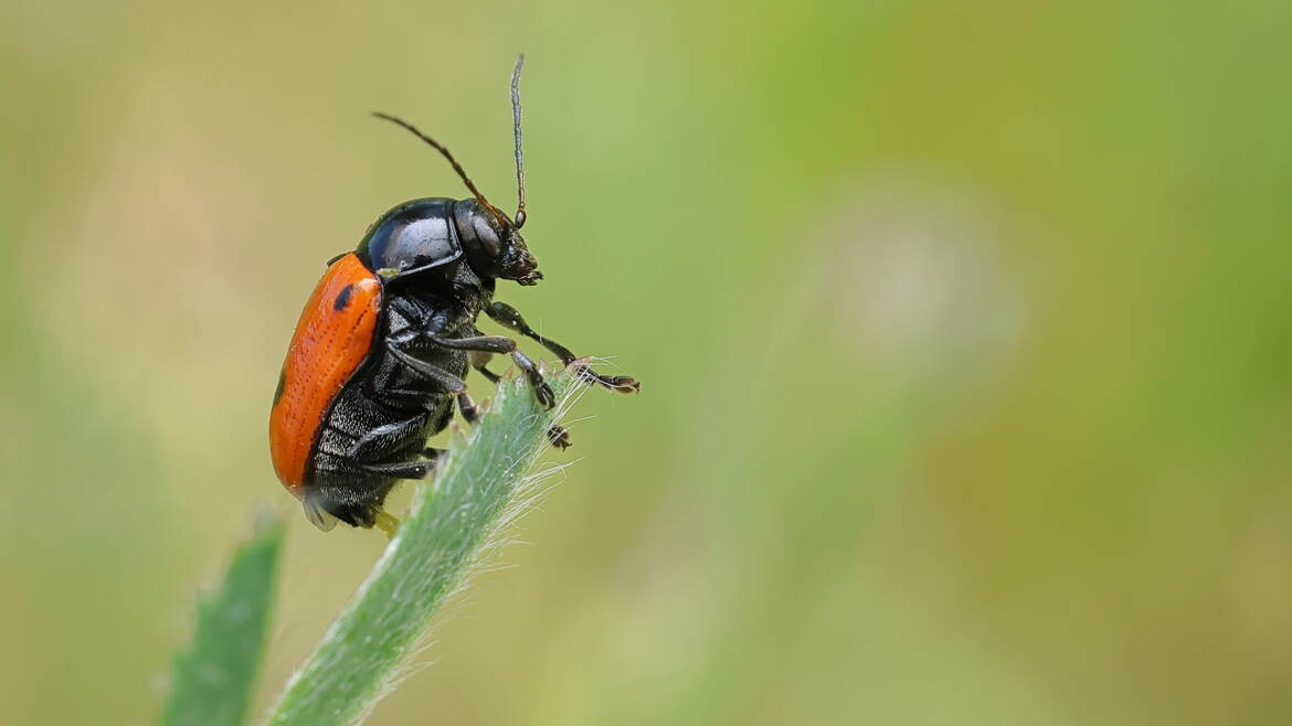 Insecte rouge