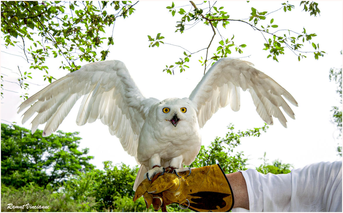 Harfang des neiges